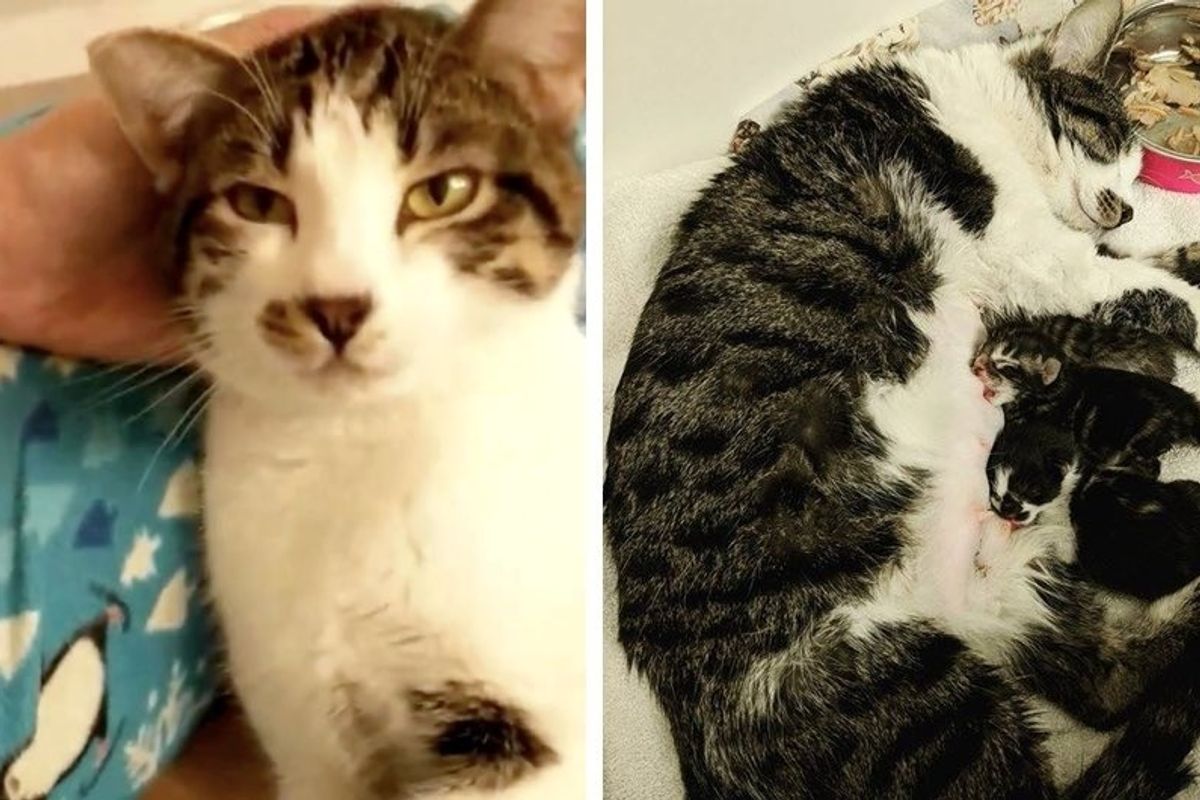 Cat Saved from Shelter, Surprises Rescuer With Newborn Kittens the Next Day in Their Bathroom.