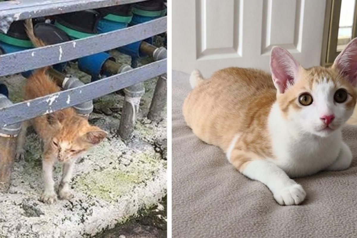 Scrawny Homeless Cat Walks Up to Man, Meowing Loudly for Food - Won't Let Him Go.