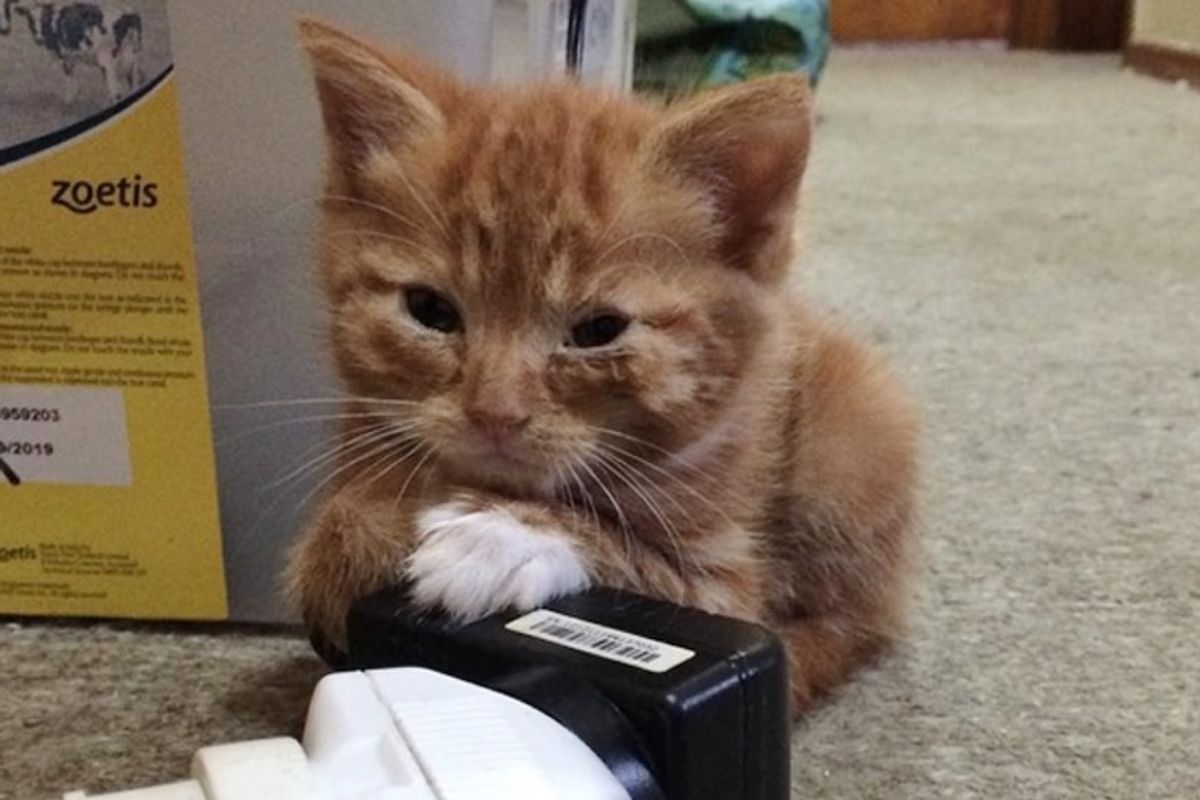Kitten Who Stays Forever Tiny in Size, Is So Happy to Be Loved After Finding a Home.