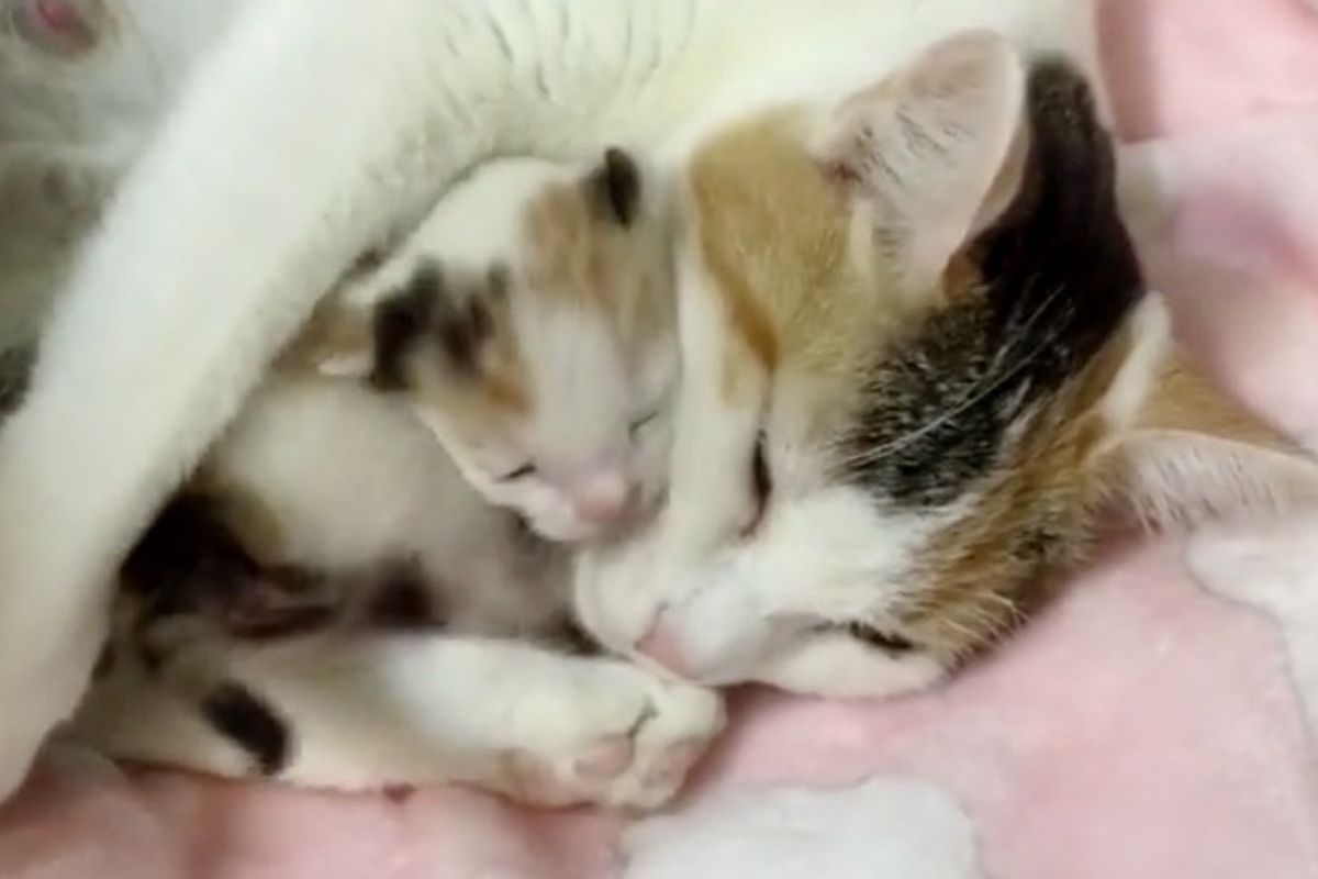 Cat Mama And Her Only Kitten Saved from Shelter - She Can't Stop Hugging Her Baby.