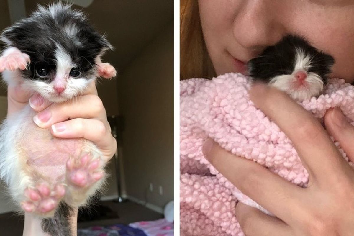 Motherless Kitten, Half the Size For His Age, Has a Big Appetite and Strong Will to Live.