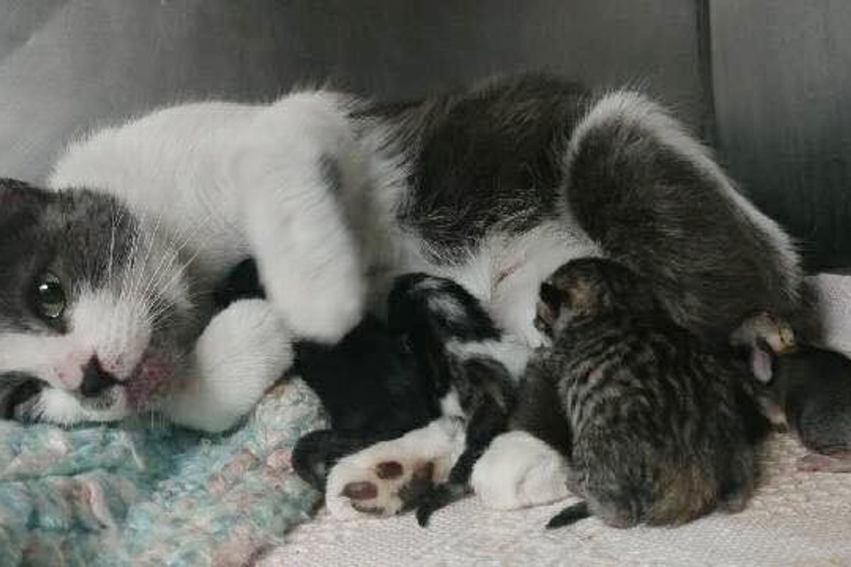 Rescue Cat Mama Takes in an Orphaned Bunny and Saves His Life.