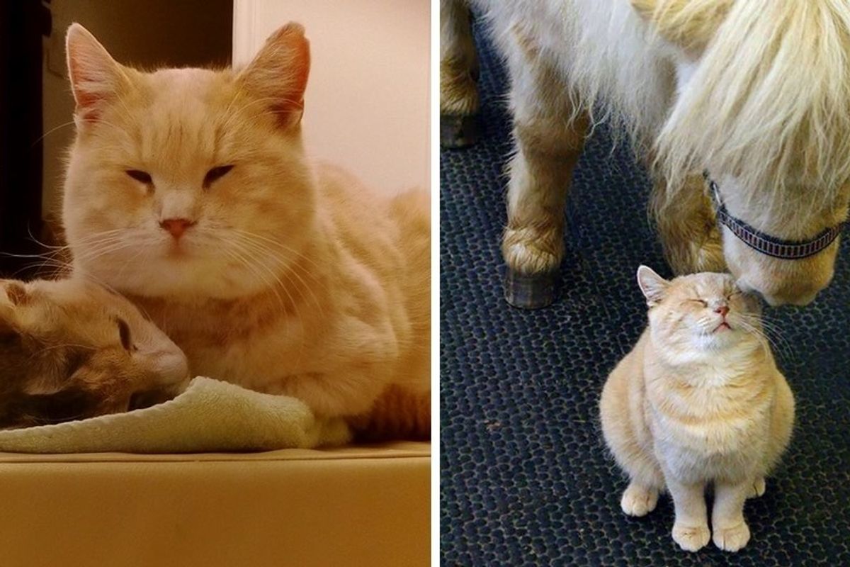 Clinic Cat Asked to Leave Her Home, Cat Lovers Band Together to Help Bring Her Back