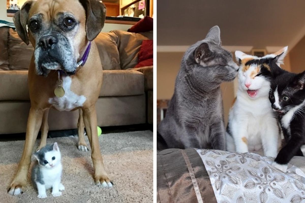 Dog Became Family with 2 One-eyed Cats - Now They Foster Kittens Together.