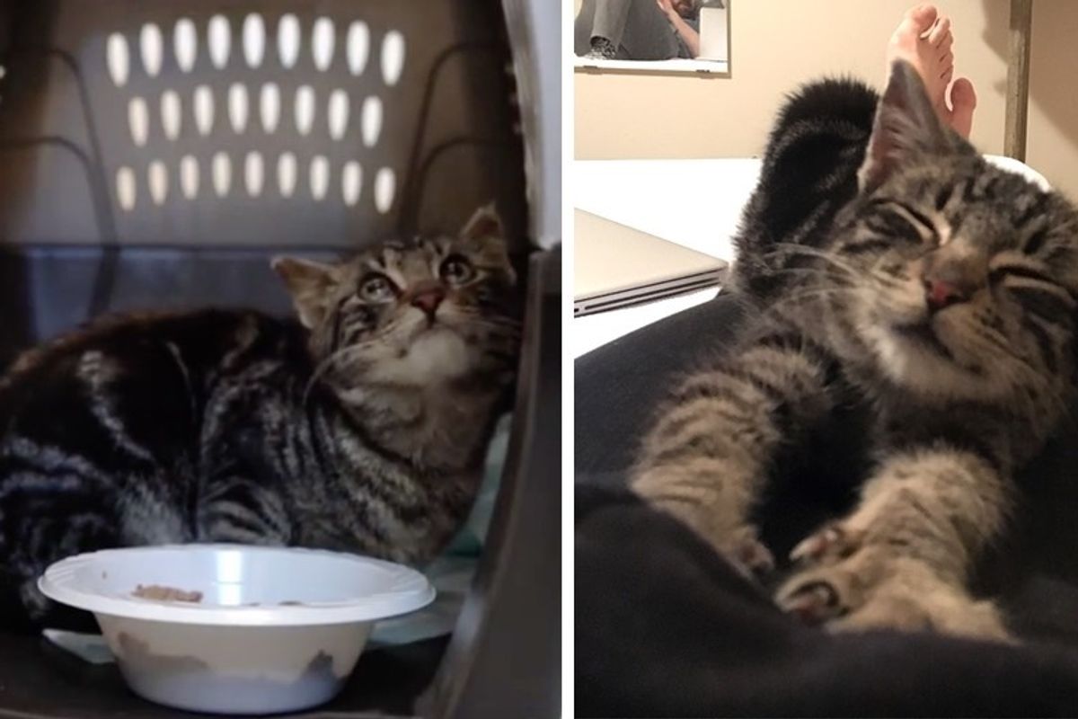 Street Cat Goes From Timid to Cuddly After Finding a Place to Call His Own.