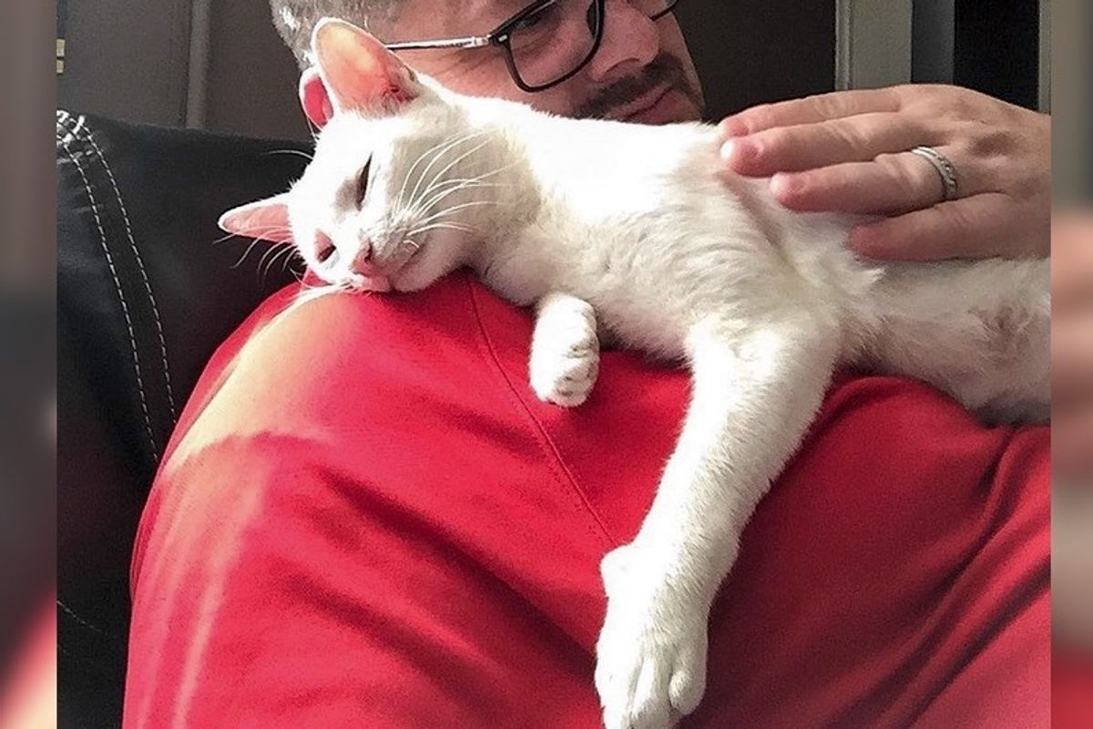 Cat Brings Her Kittens to Man Who Helped Her and Gave Her Food - She Won’t Let Him Go.