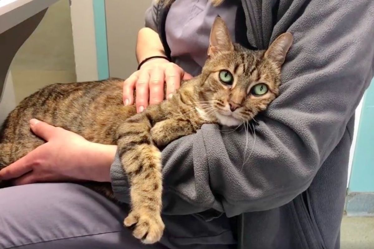 Senior Cat Regains Mobility In Her Legs to Walk Again - She Can't Stop Cuddling Her Rescuers.