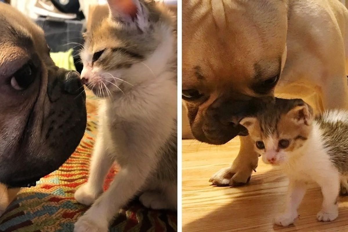 Motherless Kitten Found at School Is Loved By a Dog Who Won't Leave Her Side.