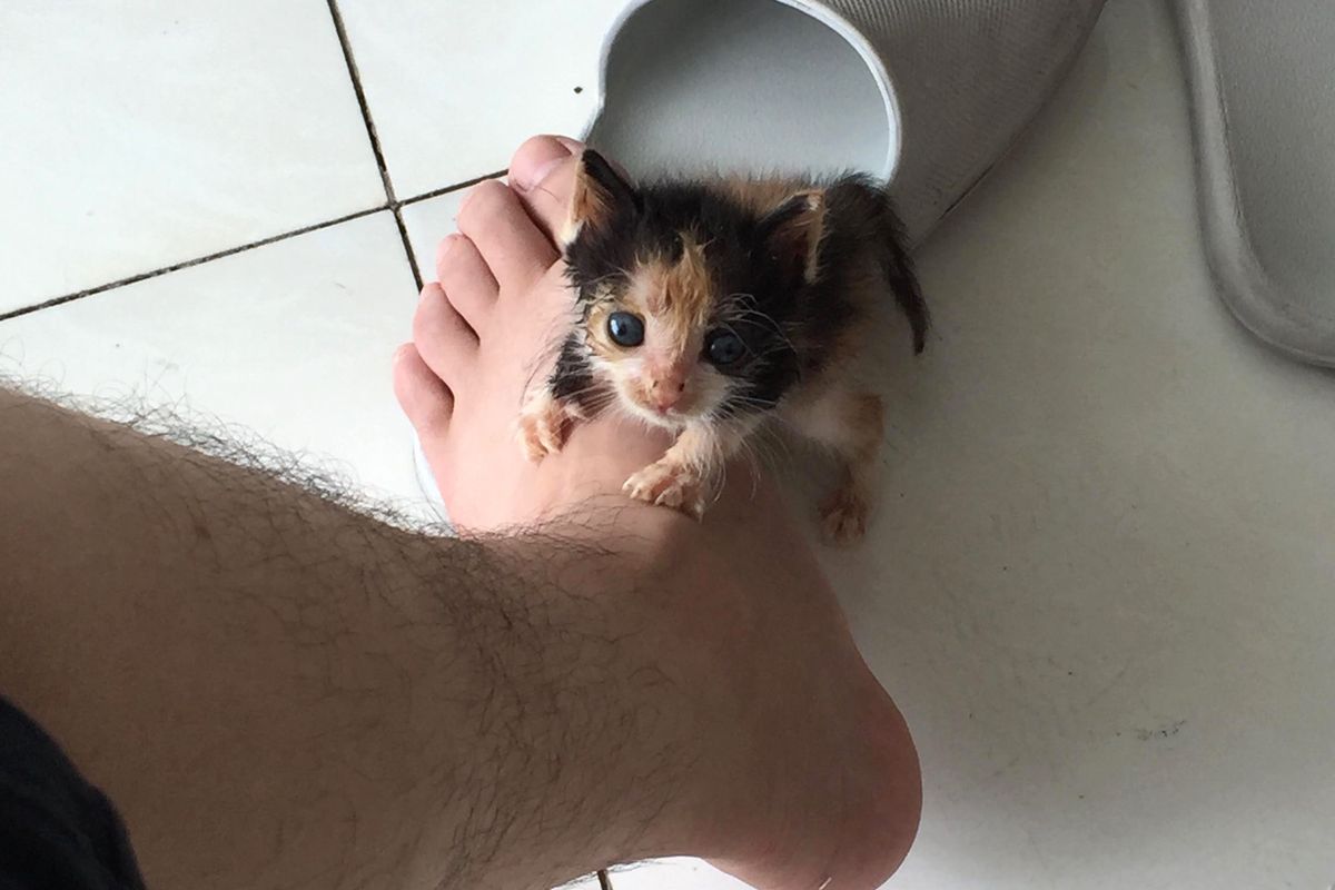 Tiny Kitten Rejected by Her Own Mom Finds Love in This Guy…
