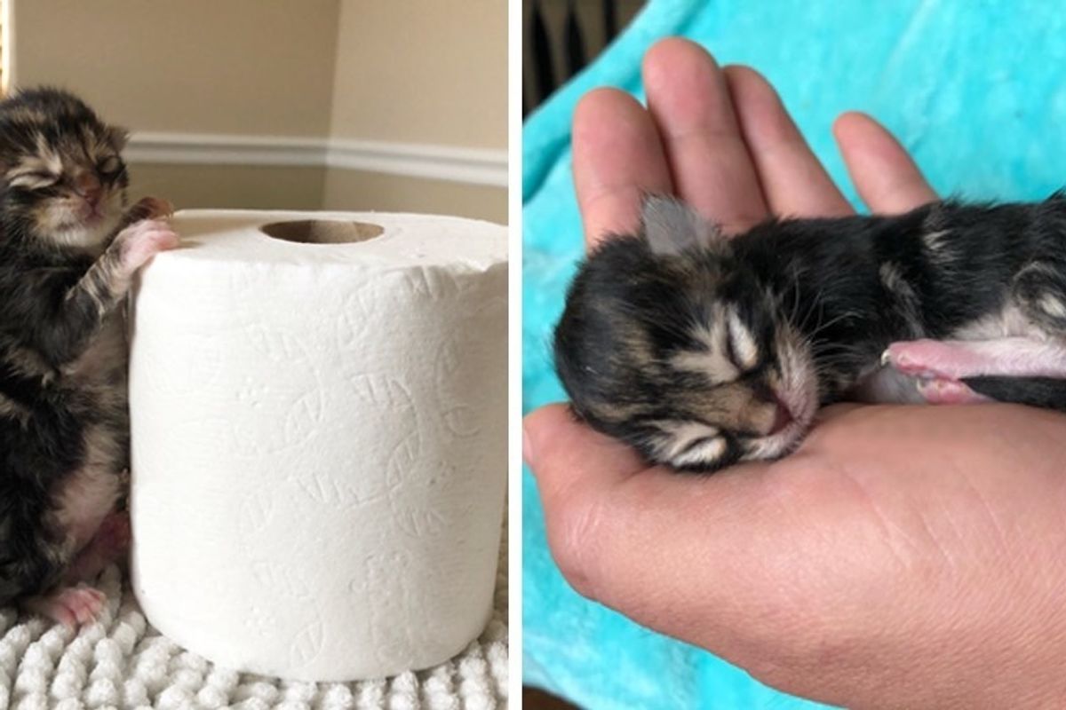Kitten Found Ice Cold in a Bush With Her Siblings, is Brought Back From the Brink.