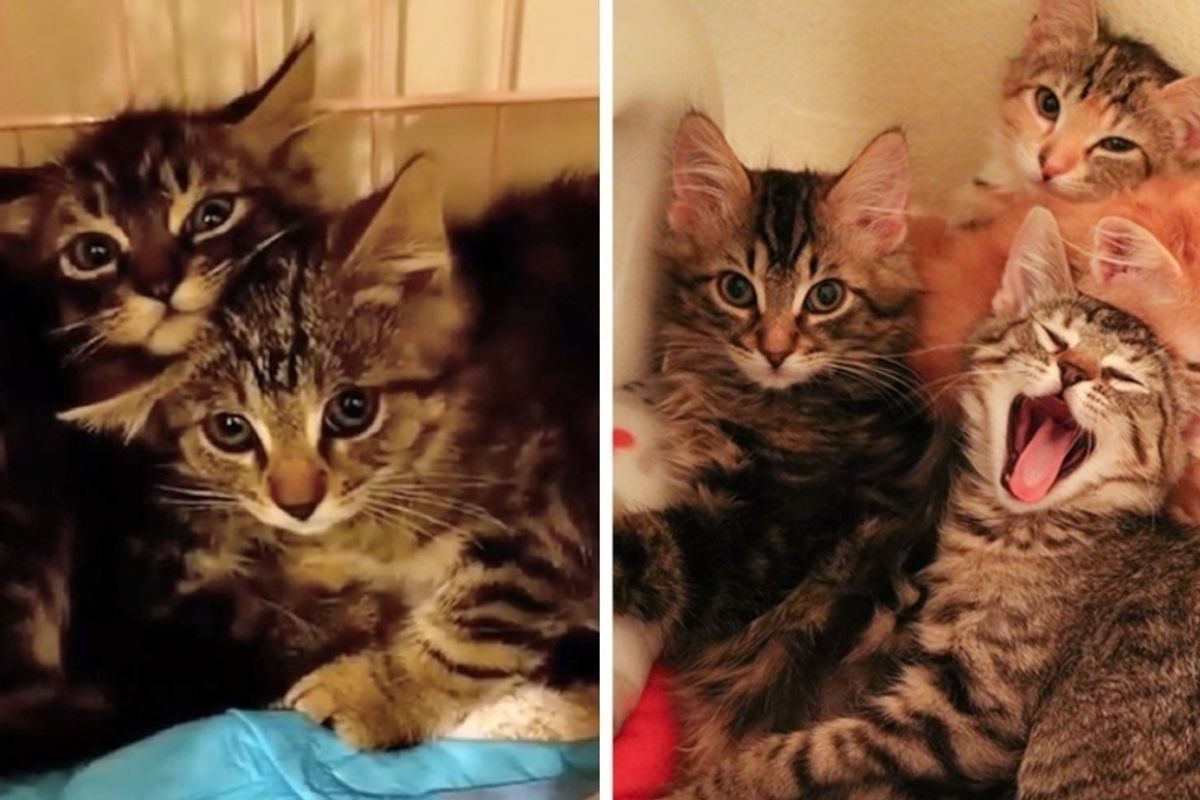Feral Kittens Huddled Up in Fear Until They Discovered Cuddles - They Can't Stop Purring.