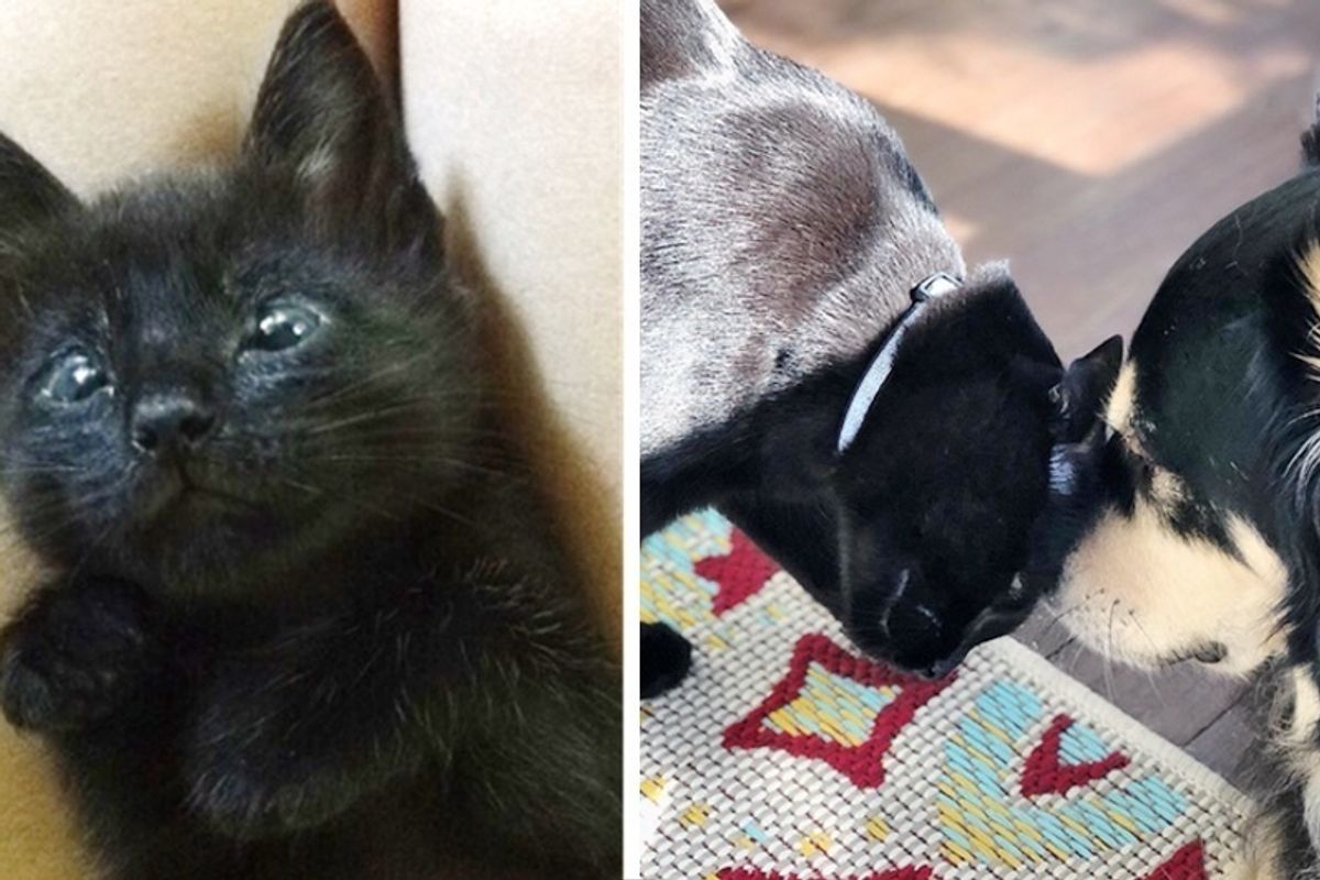 Kitten Who Can't Close His Eyes, Finds Comfort and Healing Power in a Dog.