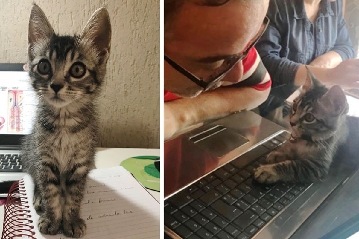 Couple Agrees to Foster a Homeless Kitten for 2 Days But the Kitty Has a Different Plan.