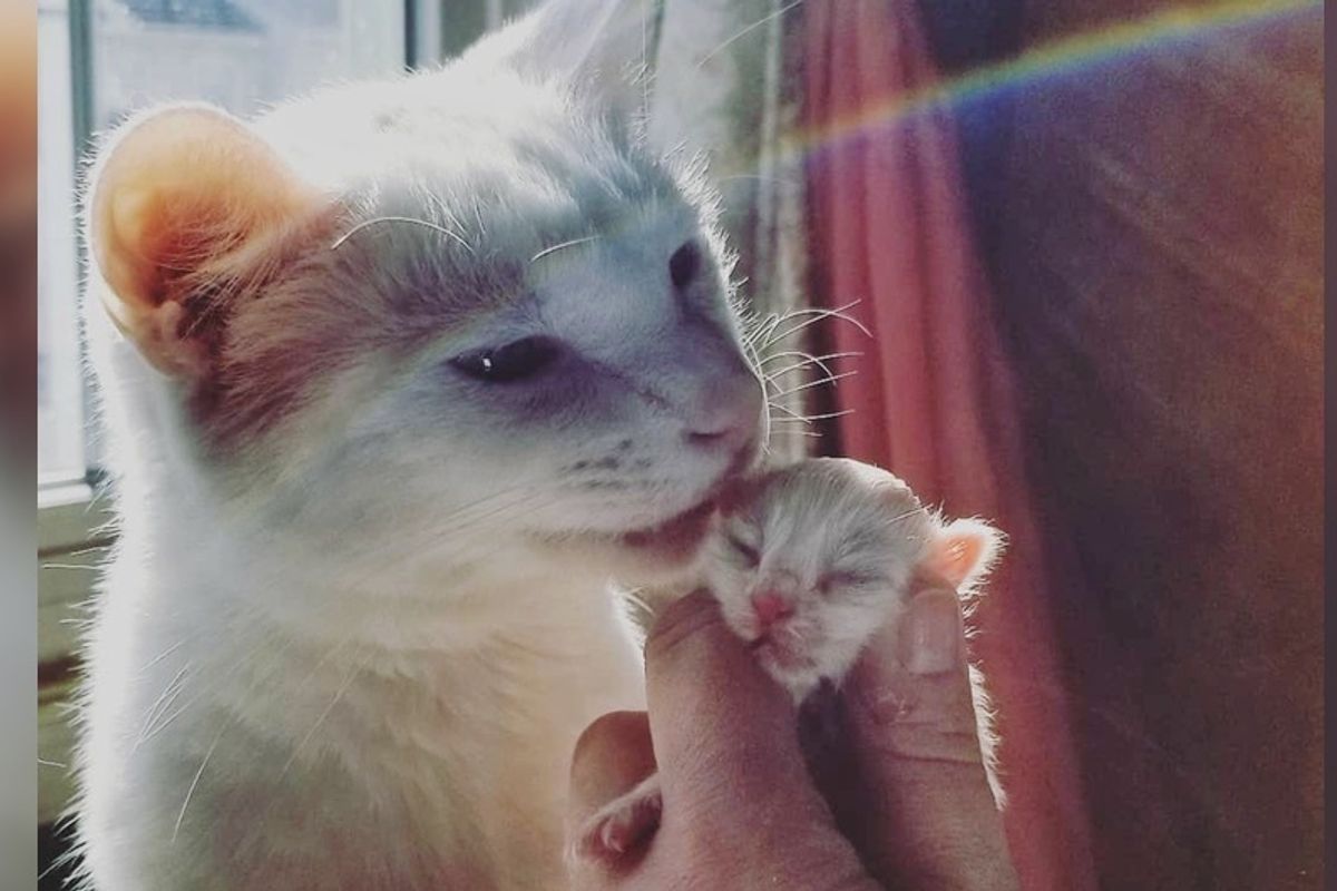 Cat Becomes Surrogate Dad to Newborn Kitten and Helps Save Her Life
