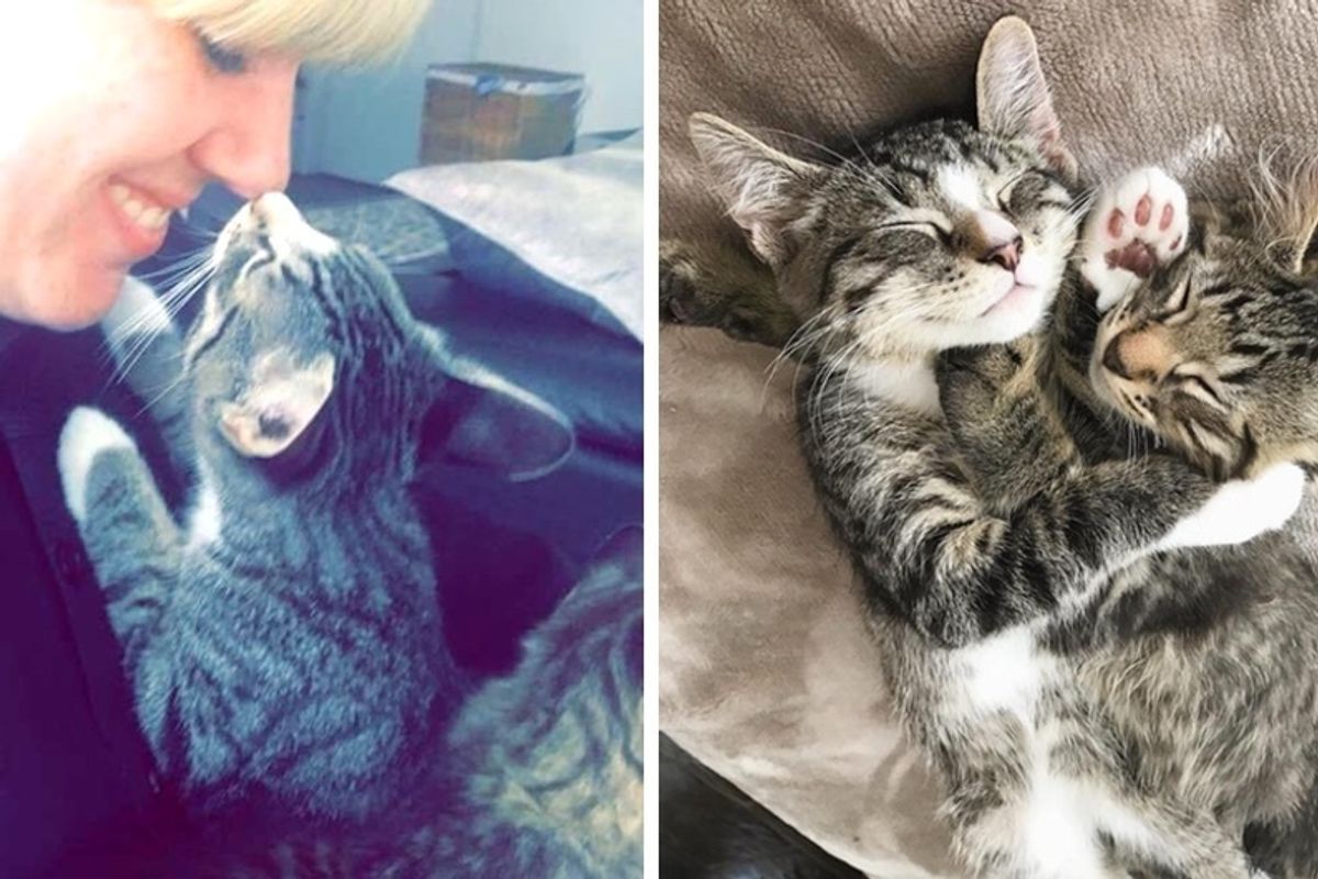 Couple Went to Adopt a Kitten - When They Saw His Brother, They Couldn't Leave Him There.
