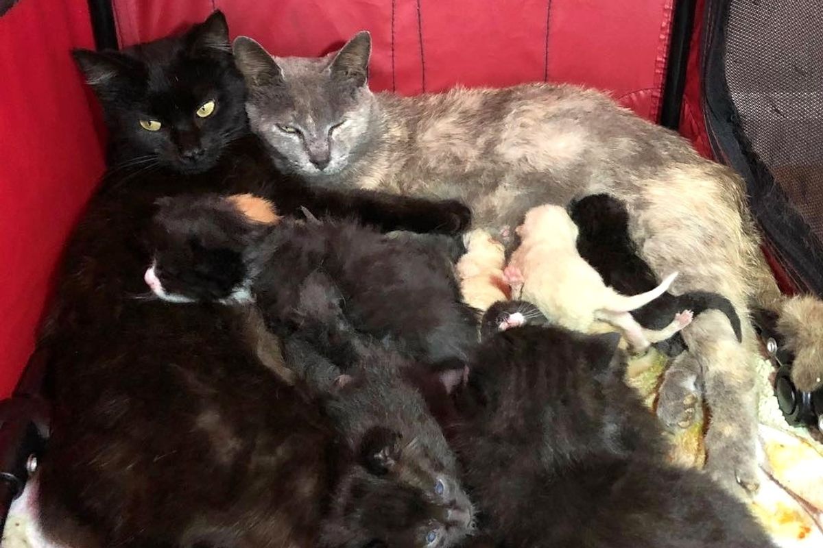 Rescued Mother and Daughter Cats Care For Their 10 Babies Together and Won't Leave Each Other's Side