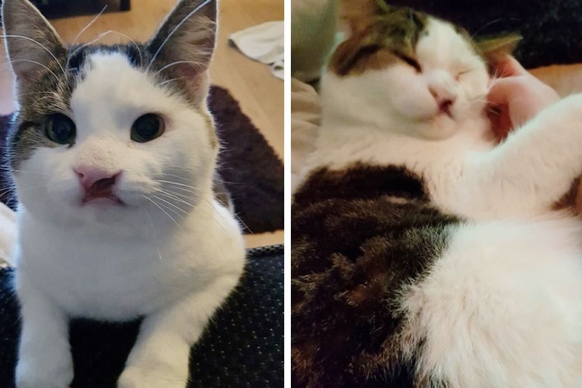 Shy Kitten With Cleft Lip Was Overlooked at Shelter Until a Woman Took a Chance on Him.