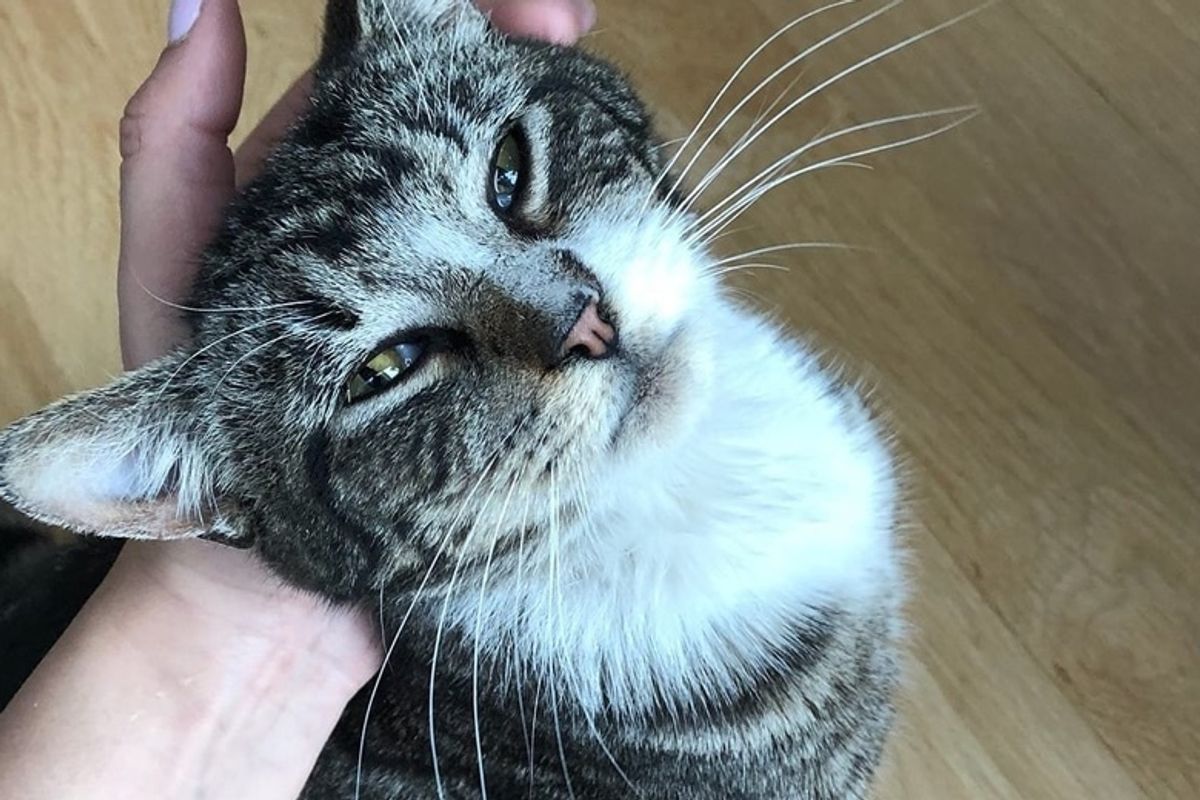 Bus Station Cat Came Running Towards Man Who Came Back to Save Him.