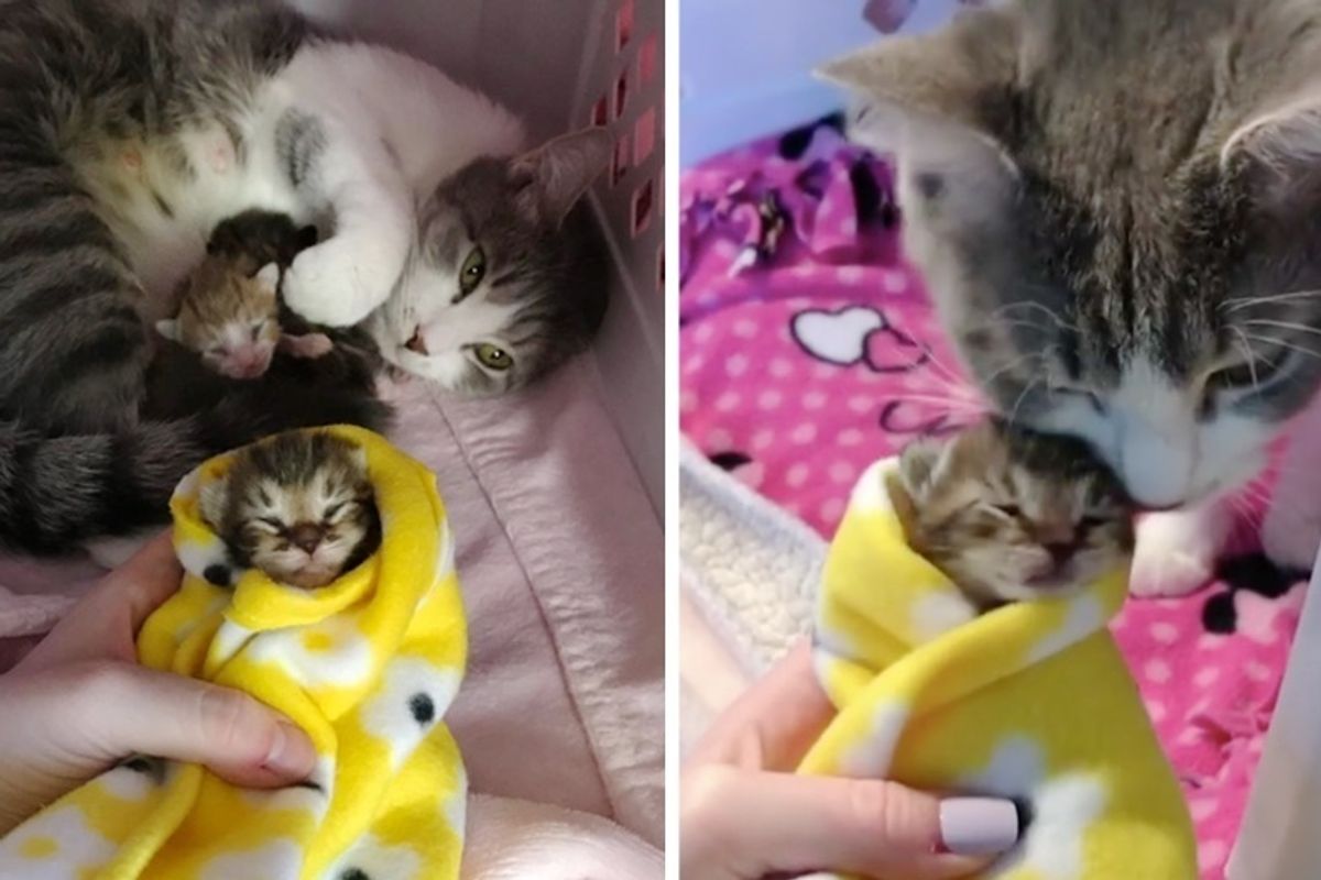 Cat Mom Found as Stray Won't Leave Her Kittens Until She Finds Someone She Trusts