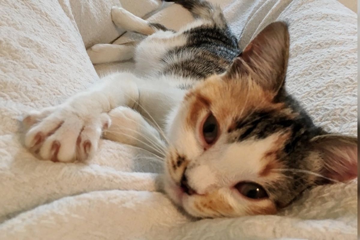 Stray Kitten Found Wobbling Around the Streets, Finds Love - Her First Time in a Home.