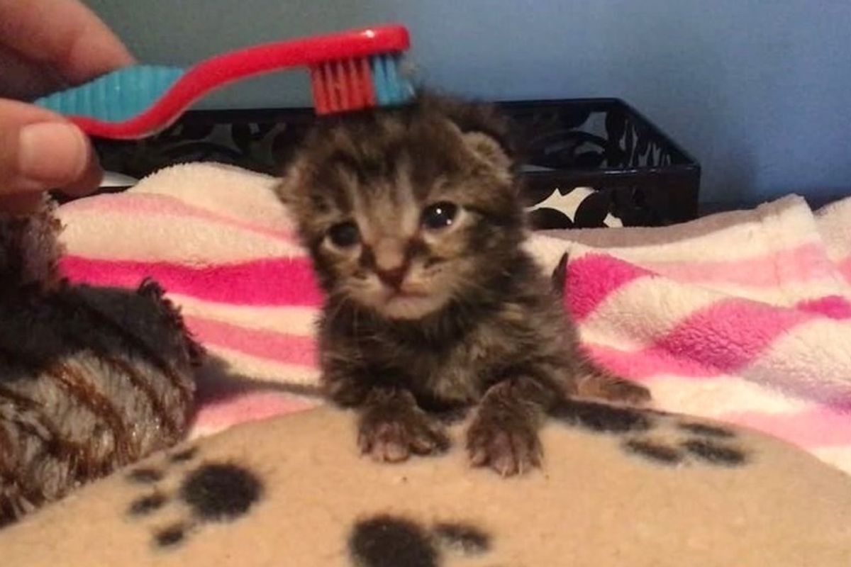 Tiny Kitten, the Only Survivor of His Litter, Gets a Second Chance and Can't Stop Purring.