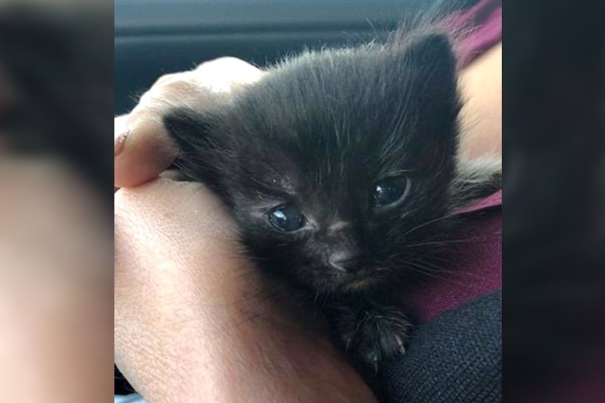 Kitten Found Huddling in a Bush During Pouring Rain, Can't Stop the Cuddles.