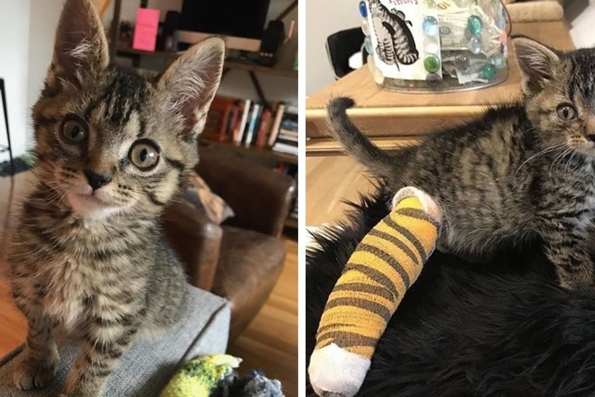 3-legged Cat Saved From a Fence Defies All Odds - She Can Do Anything and More.