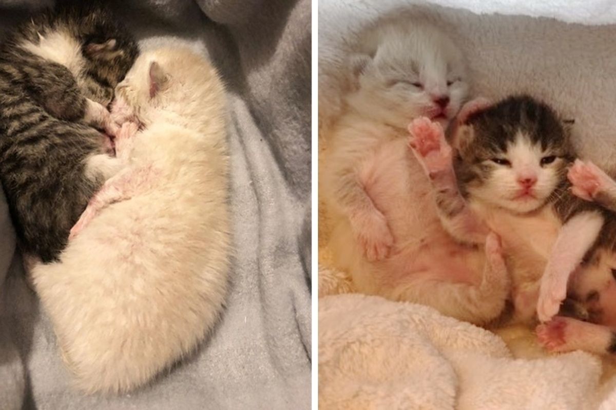 Woman Saves Newborn Kitten and Comes Back to Find Her Brother - Cutest Reunion.