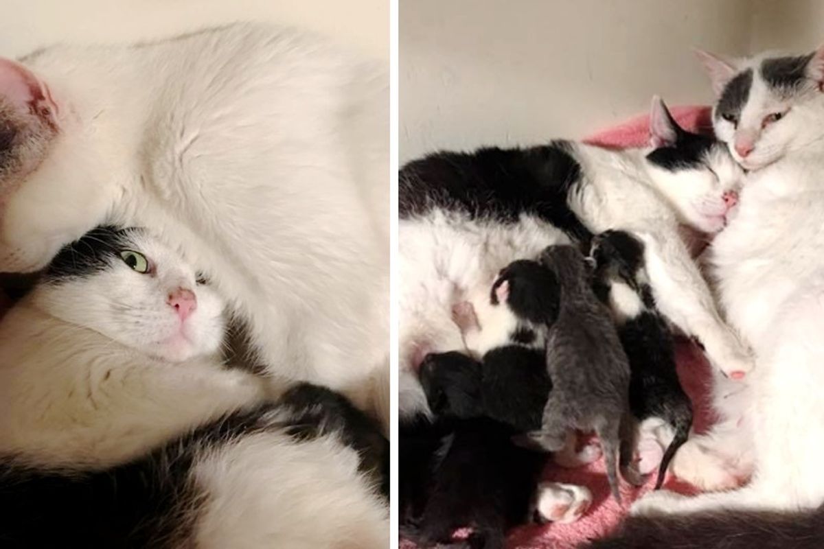 Shelter Cat Gets Comfort and Support From Another Cat When She Goes into Labor.