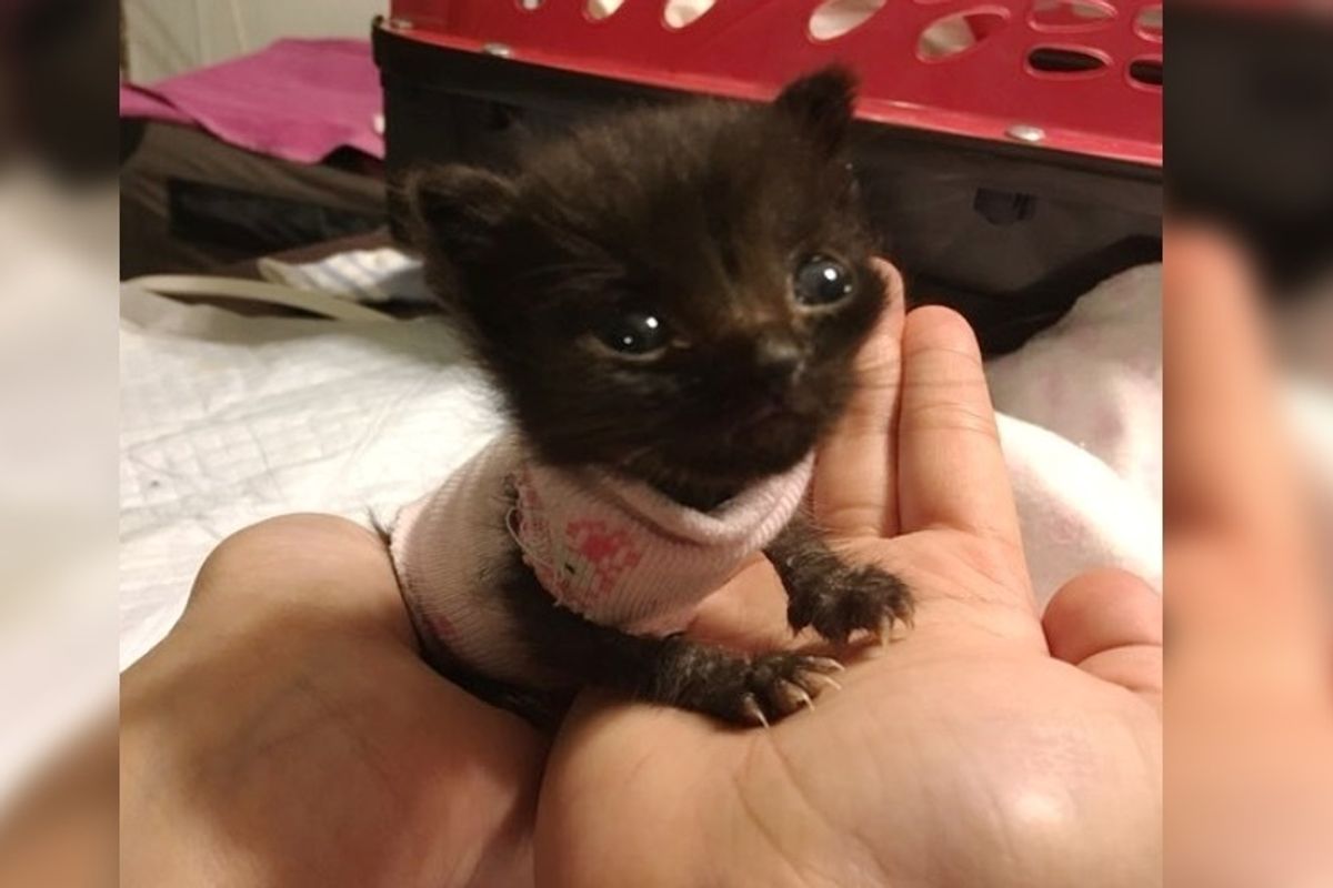3-week-old Orphaned Kitten Size of a Newborn, Fights to Grow Big and Strong.