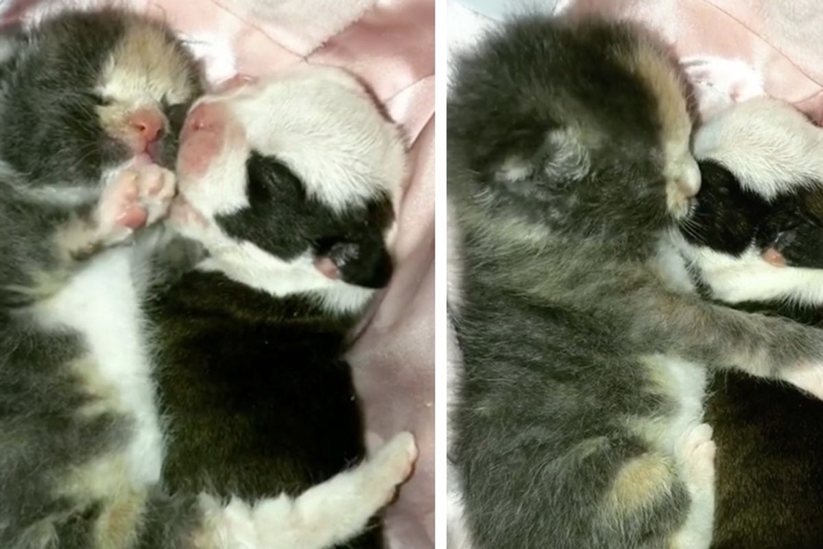 Orphaned Kitten and Rescued Puppy Found One Another and Give Each Other Comfort and Love.