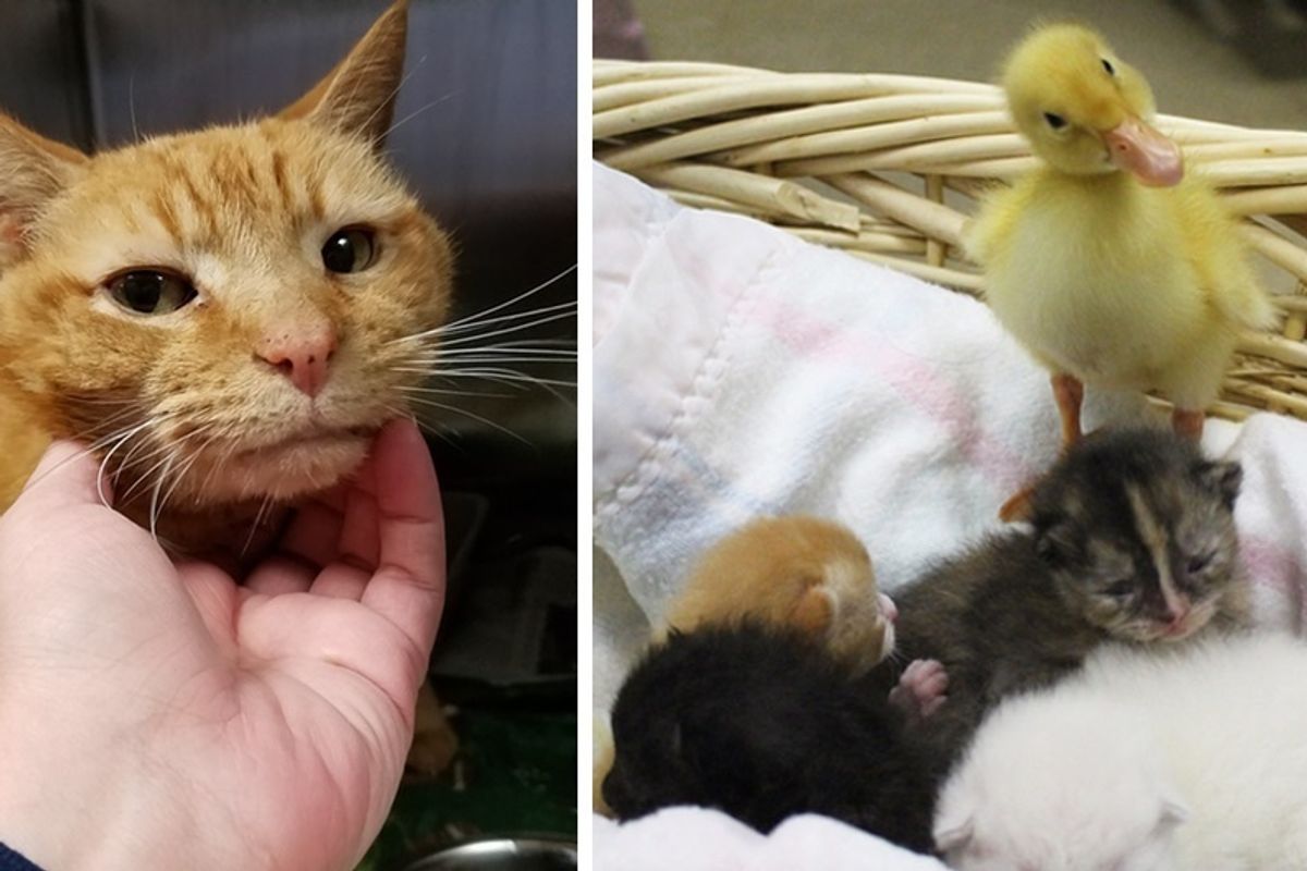 Saving One Shelter Cat Turns Into 12 More Lives Rescued, Including a Duckling.