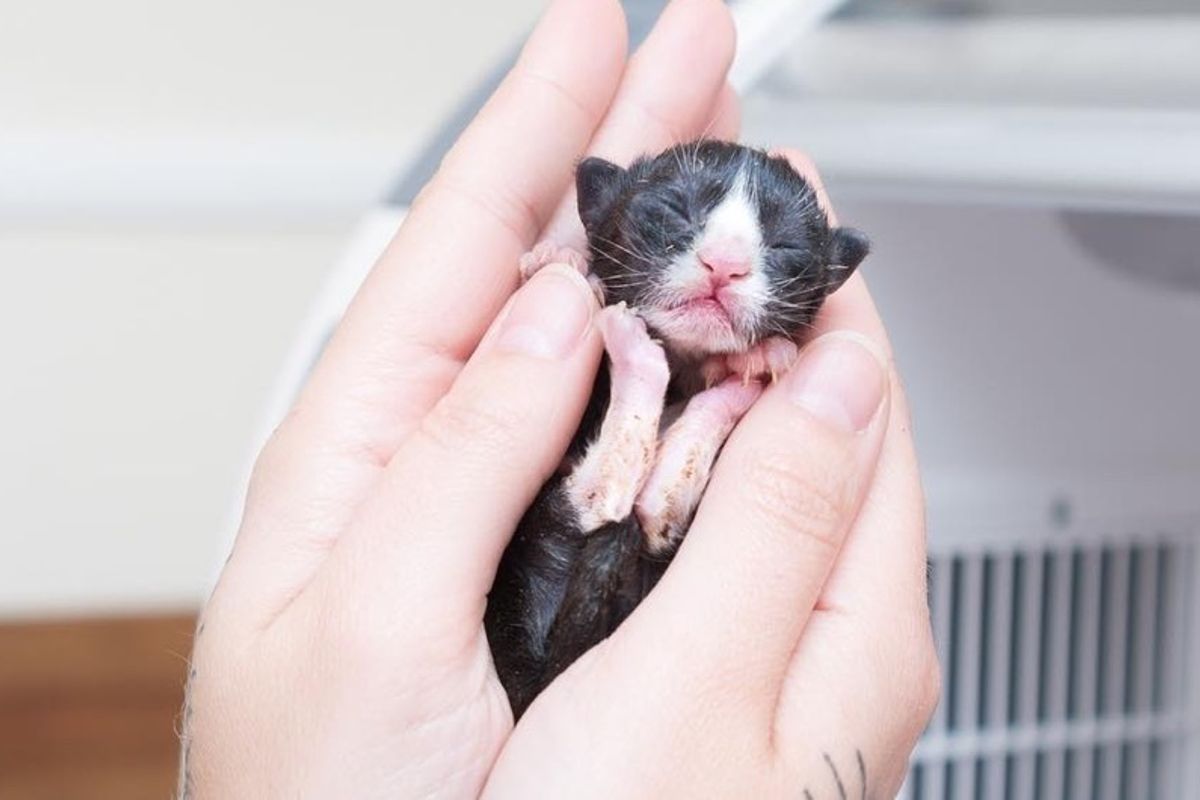 Newborn Kitten Found Abandoned Under Oil Painting Was Brought Back from the Brink.