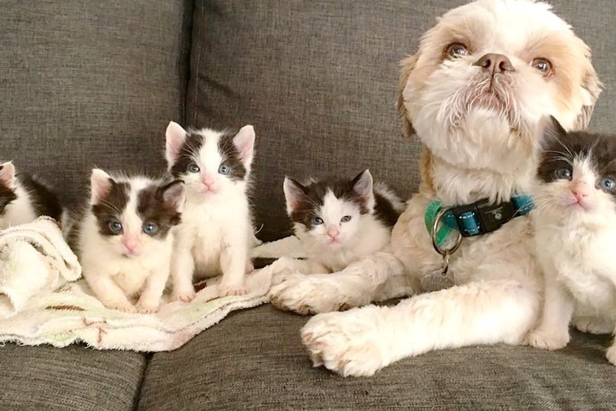 Dog Helps Raise Over 70 Foster Kittens After He Fell in Love with a 3-legged Cat.
