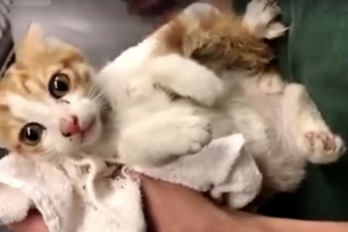 Kitten Rescued From Car Engine Found New Home and Cat Brothers in Another Country.