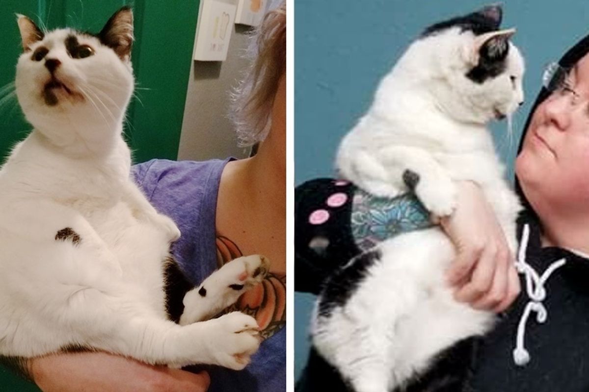 15-Year-Old Cat Cries Until She's Held by Her Rescuer, and Won't Let Go.