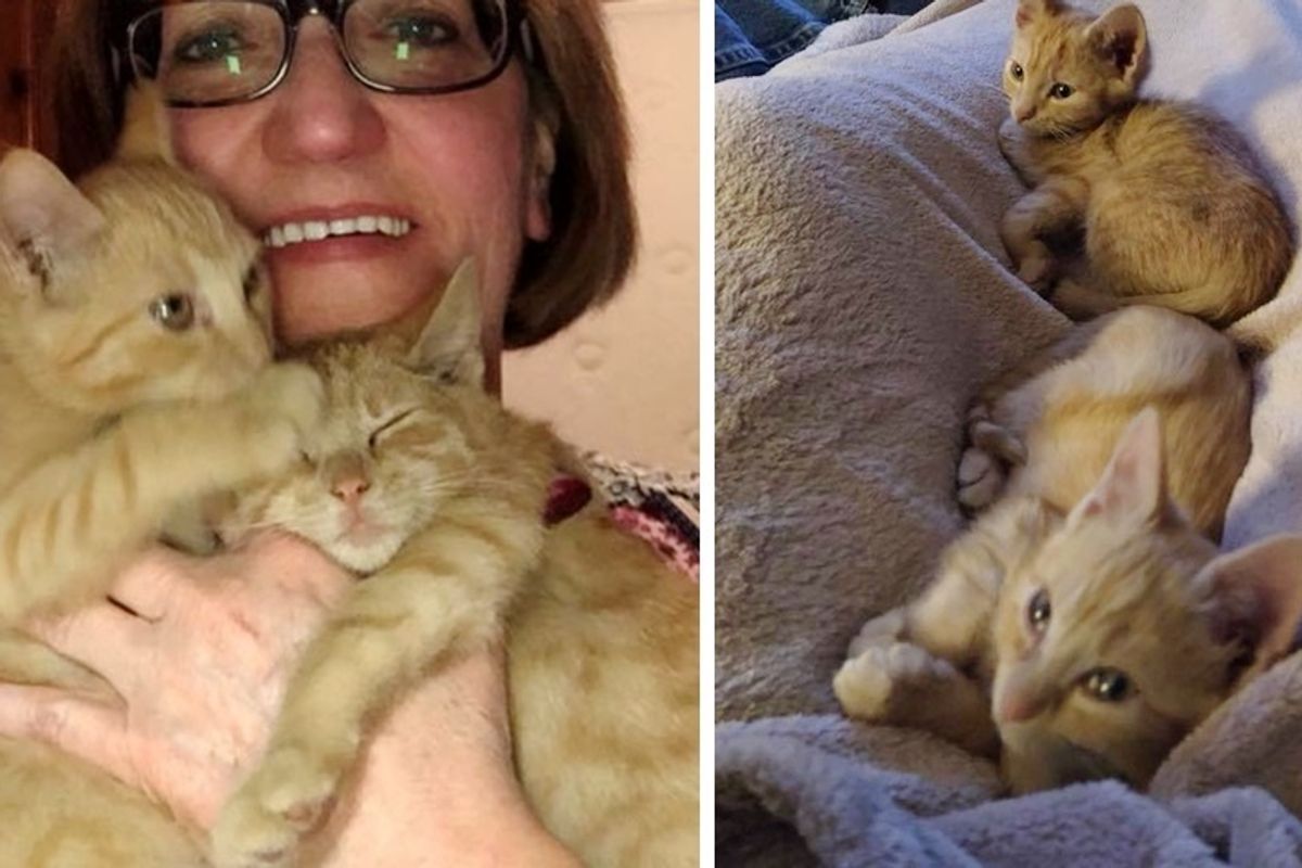 2 Ginger Kittens Rescued From Heartbreaking Situation, Find Someone They Love.