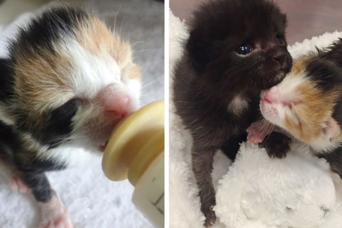 Motherless Calico Kitten Brings Comfort to Two Crying Orphaned Brothers.