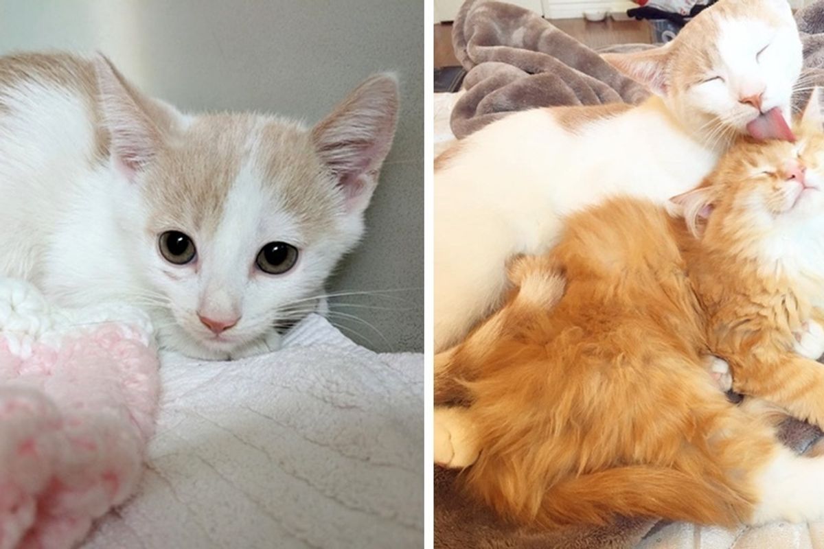 Feral Cat So Terrified He Won't Let Anyone Near Until He Meets a Ginger Cat.