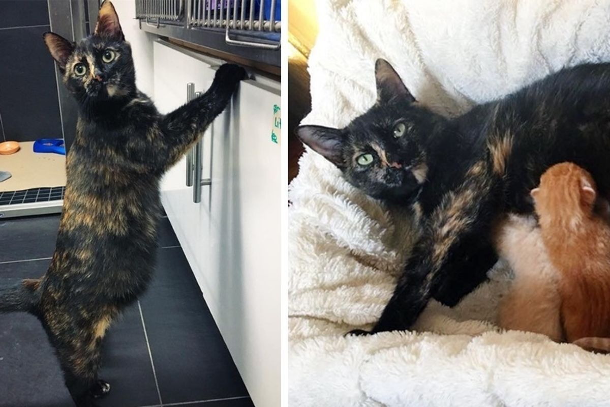 Woman Saves Pregnant Stray Cat Just In Time While Others Pass Her By