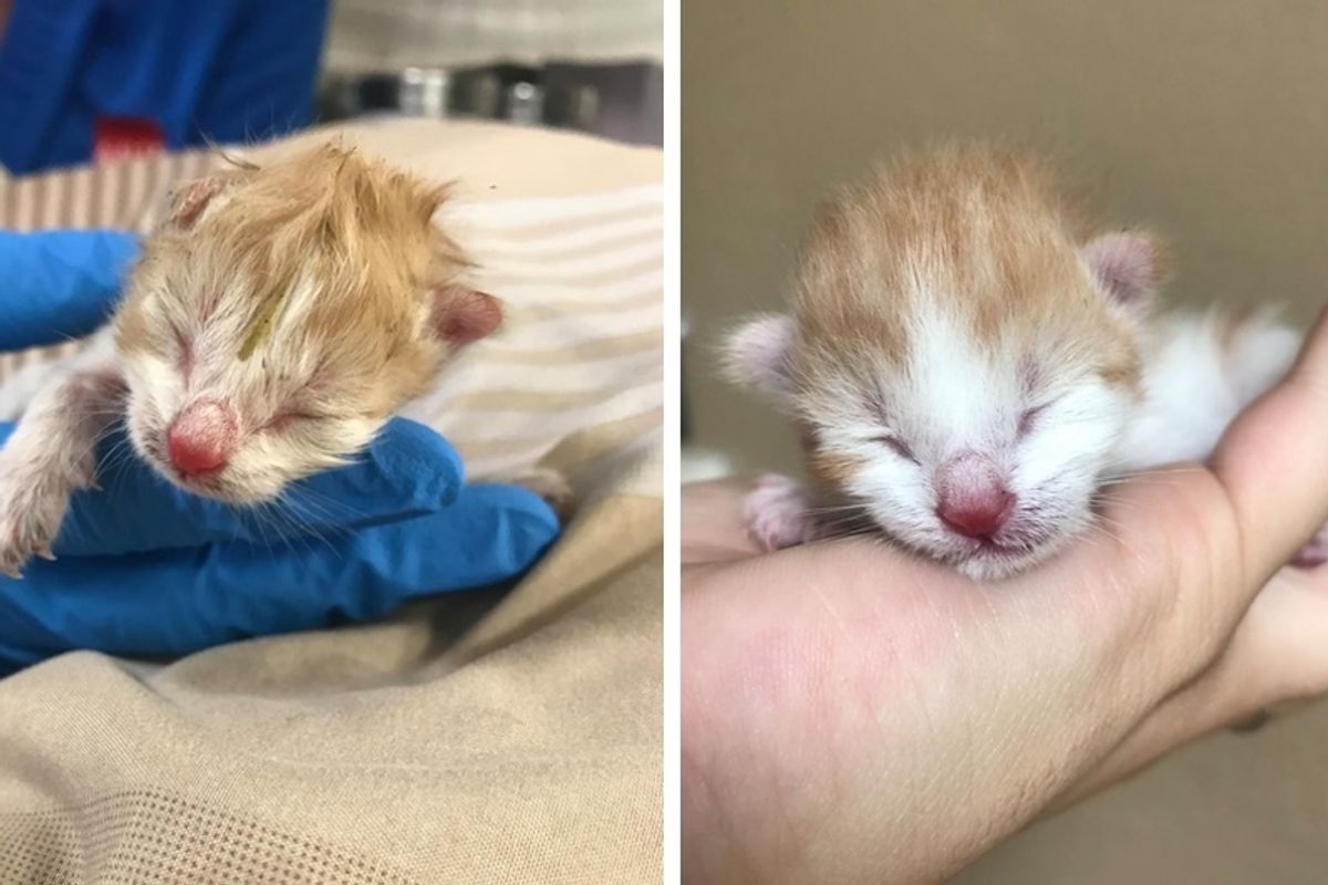 Kitten Just Hours Old Found in a Shoe Box on the Road, is Brought Back from the Brink.