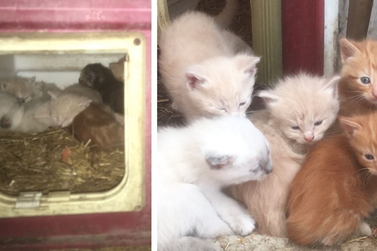 Woman Found Kittens in an Old Dog House and Helped Their Stray Mom Raise Them.