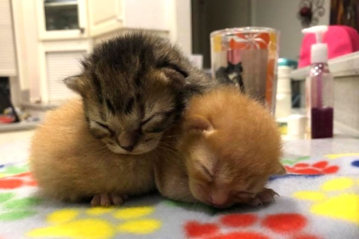 Kittens Found Huddled up in a Truck, Won't Leave Each Other's Side.
