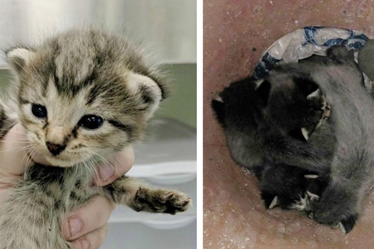 4 Kittens Brought to Shelter in a Vase, Find 2 New Mom Cats to Love.