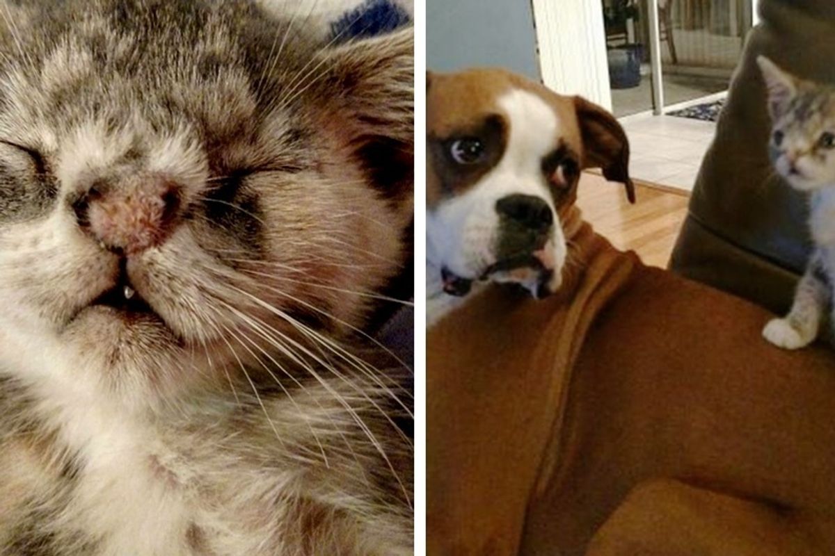 Kitten with Fuzzy Nose, Crooked Teeth Showed up on Doorstep, Finds Dog Sister to Love.