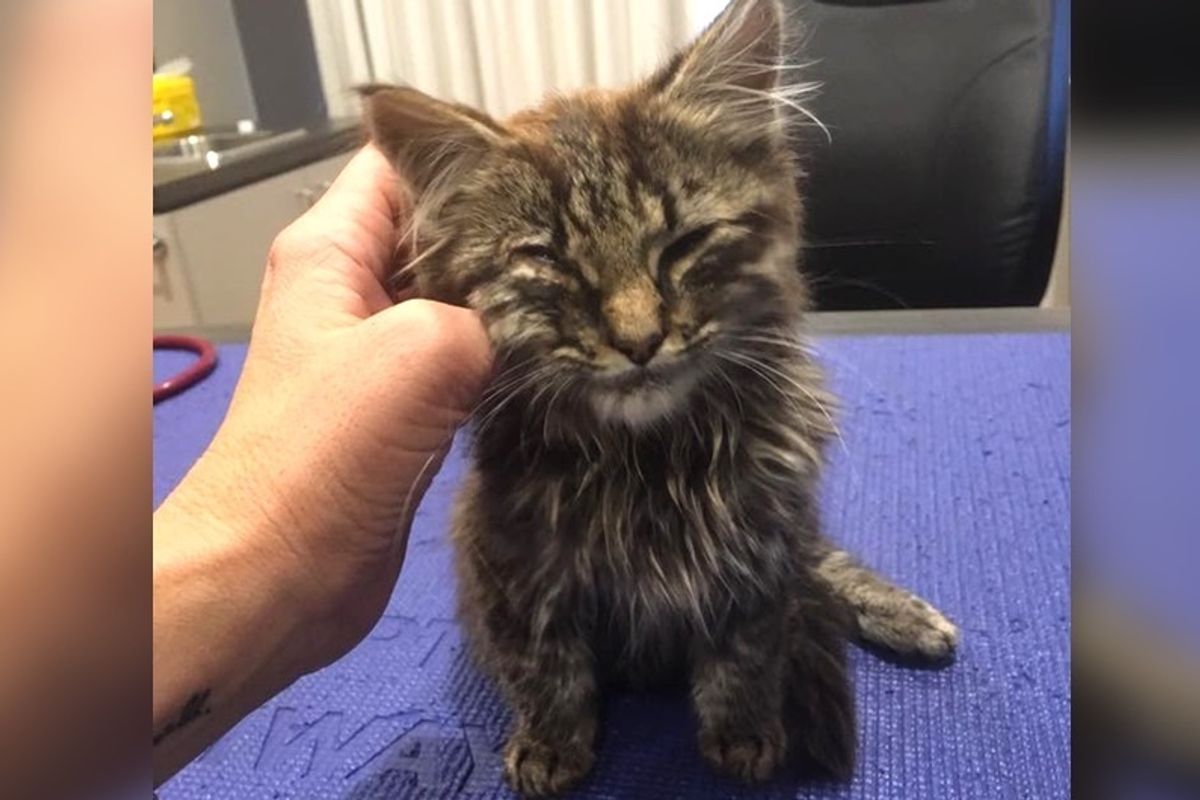 Woman Saves Kitten from Parking Lot While Others Pass Her By - The Kitty Can't Stop Purring.