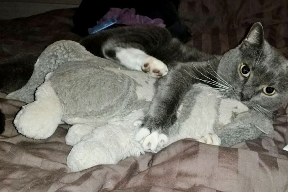 Senior Cat Clings to His Stuffed Animal After Loss of His Owner.