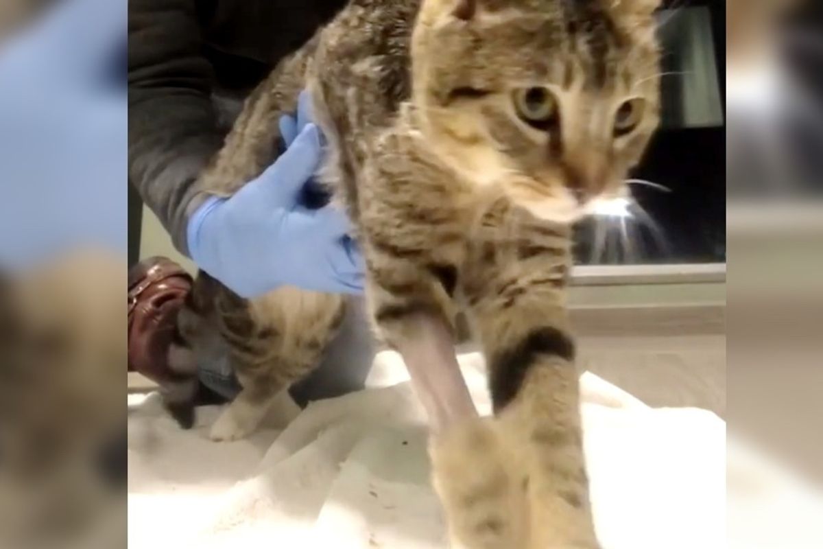 Cat Who Was Not Expected to Walk Again, Won't Stop Trying.