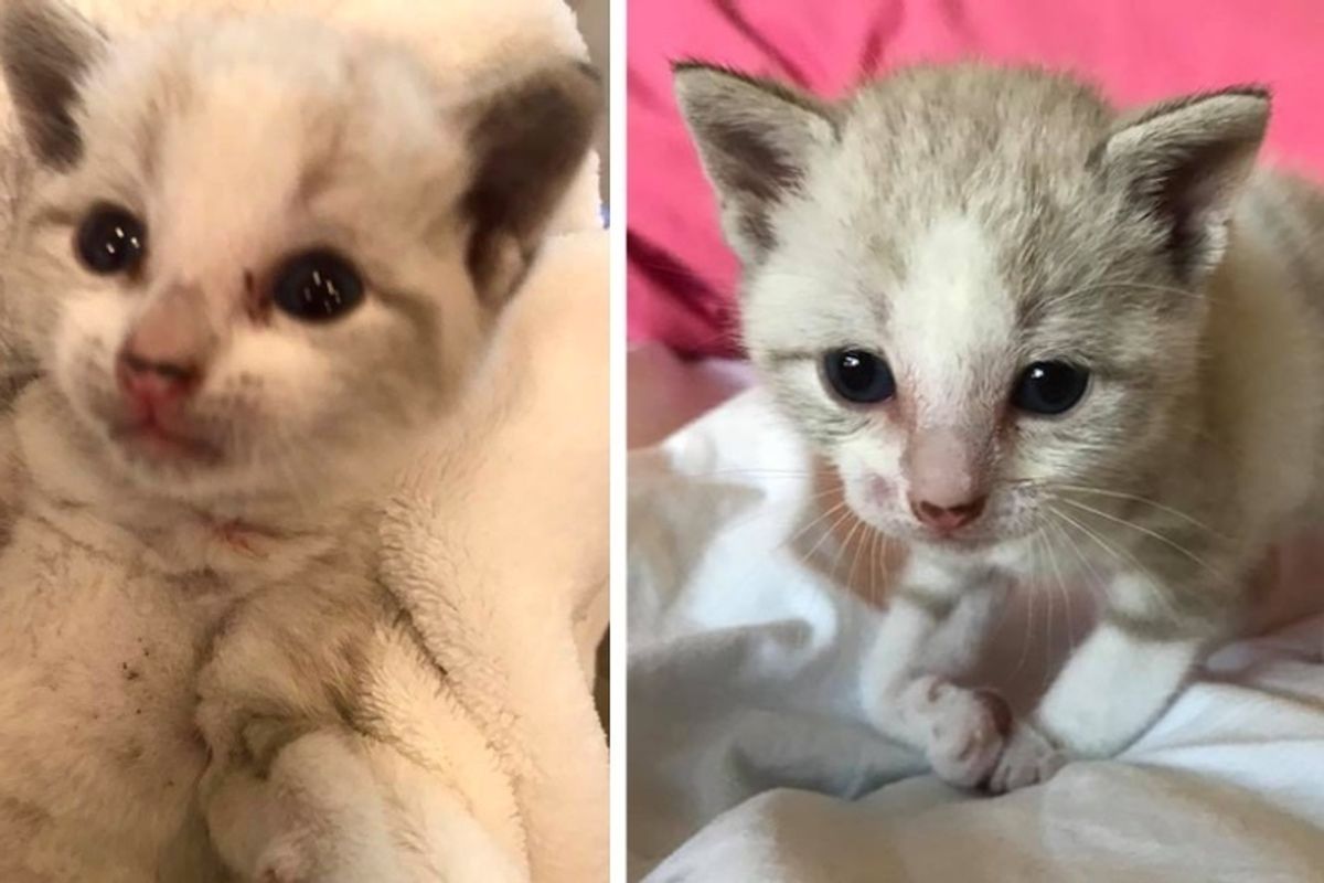 Woman Finds Crying Kitten Trapped Under Mobile Home and Saves His Life.