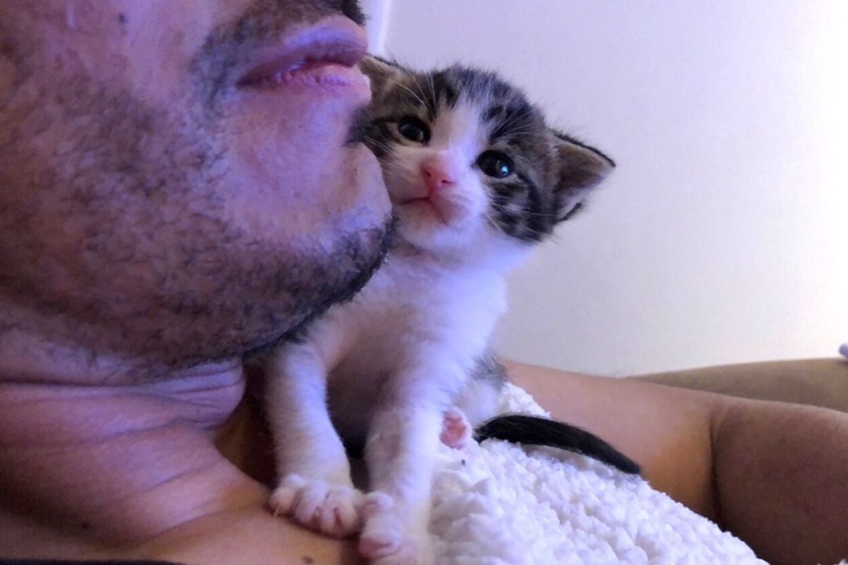 Kitten Who Lost His Brother, Clings to Foster Family for Comfort.